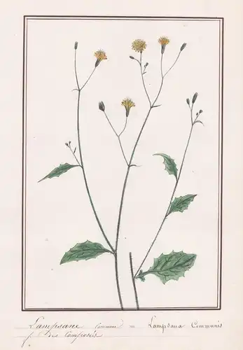 Lampsane Commune / Lampsana Communis - Gemeiner Rainkohl  (Lapsana communis) / Botanik botany / Blume flower /