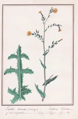 Laitue Vireuse / Lactuca Virosa - Gift-Lattich Wilder Lattich / Botanik botany / Blume flower / Pflanze plant