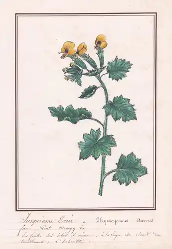 Jusquiane Doree / Hyosciamus aureus - Bilsenkraut (Hyoscyamus) / Botanik botany / Blume flower / Pflanze plant