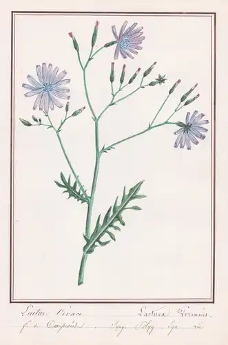 Laitue Vivace / Lactua Perennis - Blauer Lattich / Botanik botany / Blume flower / Pflanze plant