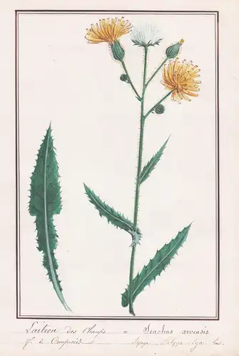 Laitron des Champs / Sonchus arvensis - Acker-Gänsedistel / Botanik botany / Blume flower / Pflanze plant