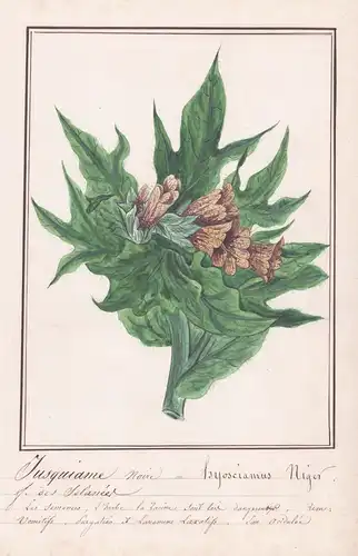 Jusquiane Noire / Hyosciamus Niger - Schwarzes Bilsenkraut (Hyoscyamus niger) / Botanik botany / Blume flower