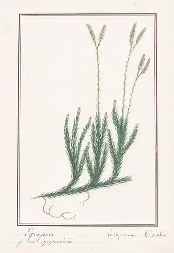 Lycopode - Lycopodium clavatum - Botanik botany / Blume flower / Pflanze plant