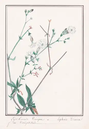 Lychnide dioique - Lychnis dioica - Nelke / Botanik botany / Blume flower / Pflanze plant