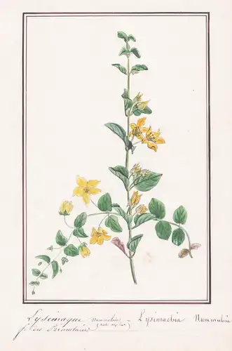 Lysimaque nummulaire - Lysimachia nummularia - Botanik botany / Blume flower / Pflanze plant