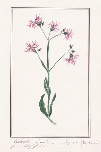 Lychnide laeiniee - Lychnis flos cuculi - Nelke / Botanik botany / Blume flower / Pflanze plant