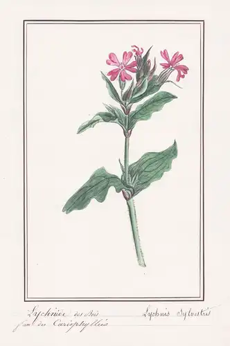 Lychnide des bois - Lychnis sylvestris - Nelke / Botanik botany / Blume flower / Pflanze plant