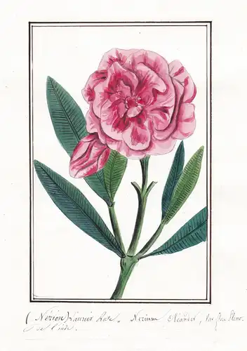 (Nerion) Laurier Rose - Nerium olenader, var. flore sleno - Oleander / Botanik botany / Blume flower / Pflanze