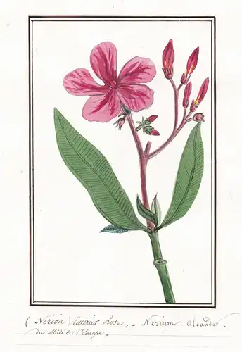 (Nerion) Laurier Rose - Nerium olenader - Oleander / Botanik botany / Blume flower / Pflanze plant