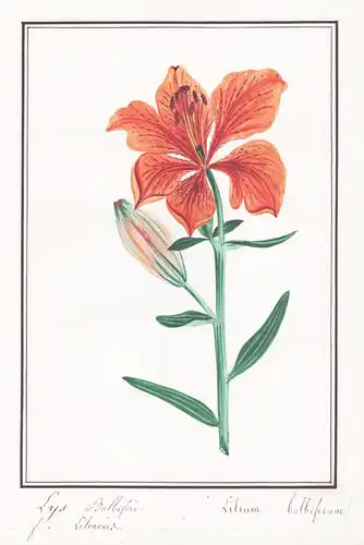Lys bulbifere - Lilium bulbiferum - Feuer-Lilie lily lilies / Botanik botany / Blume flower / Pflanze plant