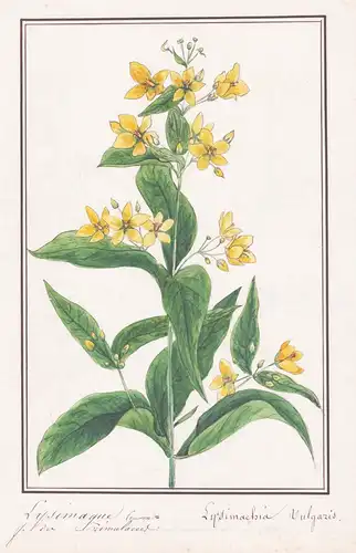 Lysimaque commune - Lysimachia vulgaris - Botanik botany / Blume flower / Pflanze plant