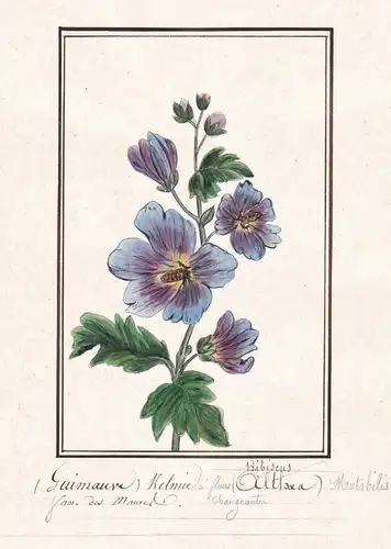 (Guimauve) Ketmie - Althaea - Hibiscus Eibisch / Botanik botany / Blume flower / Pflanze plant