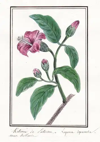 Ketmie de Peterson - Lagunea Squabosa - Lagunaria patersonia Norfolkeibisch / Botanik botany / Blume flower /