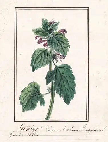 Lamier pourpre - Lamium purpureum - Taubnessel Botanik botany / Blume flower / Pflanze plant