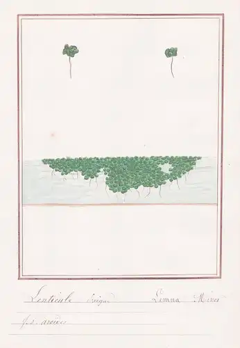 Lenticule - Lemna minor - Wasserlinse / Botanik botany / Blume flower / Pflanze plant