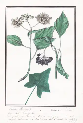 Lierre grimpant - Hedera helix - Efeu / Botanik botany / Blume flower / Pflanze plant