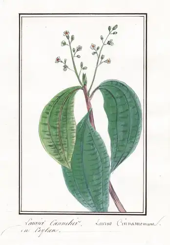 Laurier Cannelier - Laurus cinnamomum - Ceylon-Zimtbaum Ceylon cinnamon tree / Botanik botany / Blume flower /