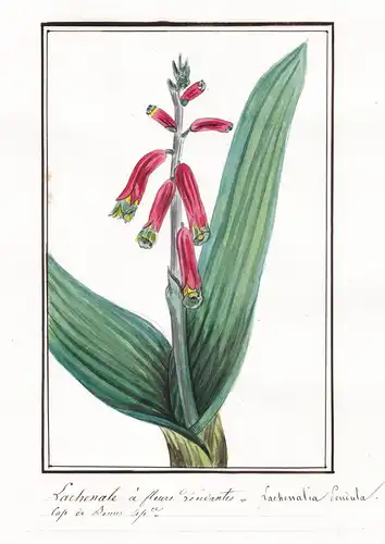 Lachenale a fleurs - Lachenalia sendula - Botanik botany / Blume flower / Pflanze plant