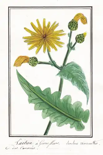 Laitron a grosses fleurs - Sonchus maezenanthos - Botanik botany / Blume flower / Pflanze plant