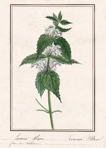 Lamier blanc - Lamium albume - Taubnessel nettles Botanik botany / Blume flower / Pflanze plant