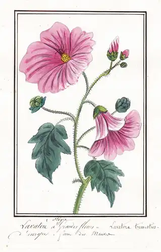 Lavatere a Grandes fleurs - Lavatera trimestris - Bechermalve Malva / Botanik botany / Blume flower / Pflanze
