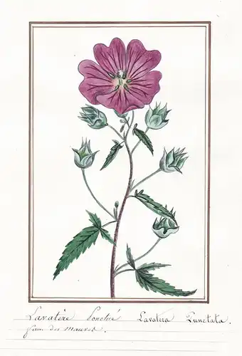 Lavatere sonctue - Lavatera punctata - Malve Malva / Botanik botany / Blume flower / Pflanze plant