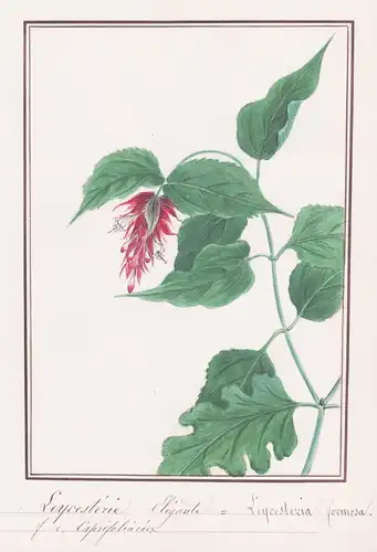 Leycesterie Elegante - Leycesterzia formosa - Leycesterie / Botanik botany / Blume flower / Pflanze plant