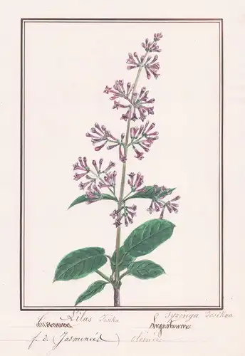 Lilas Josika - Syzinga josikaea - Flieder / Botanik botany / Blume flower / Pflanze plant