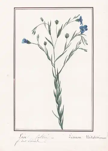 Lin cultive - Linum usitatissimum - Flachs / Botanik botany / Blume flower / Pflanze plant