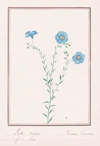 Lin vivace - Linum perenne - Flachs / Botanik botany / Blume flower / Pflanze plant