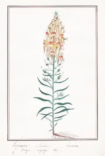 Linaire - Linaria - Leinkraut / Botanik botany / Blume flower / Pflanze plant