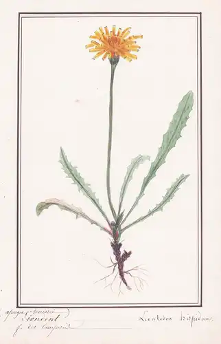 Liondent - Leontodon hispidum - Löwenzahn / Botanik botany / Blume flower / Pflanze plant