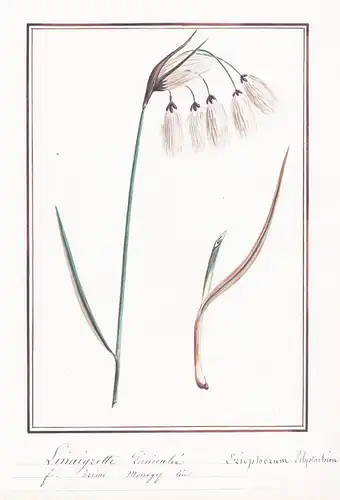 Linaigrette taniculee - Eriophorum polystachion - Flachs / Botanik botany / Blume flower / Pflanze plant