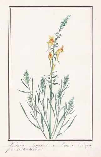 Linaire commune - Linaria vulgaris - Leinkraut / Botanik botany / Blume flower / Pflanze plant