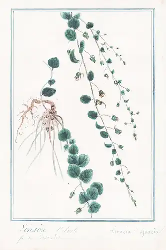 Linaire velvote - Linaria spuria - Tännelkraut / Botanik botany / Blume flower / Pflanze plant