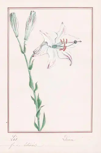 Lis - Lilium - Lilie lily lilies / Botanik botany / Blume flower / Pflanze plant