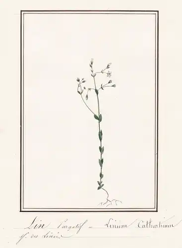 Lin purgatif - Linum catharticum - Purgier-Lein / Botanik botany / Blume flower / Pflanze plant