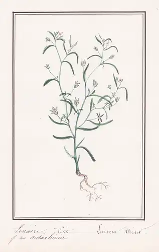 Linaire petite - Linaria minor - Leinkraut / Botanik botany / Blume flower / Pflanze plant