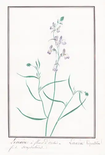 Linaire a fleurs J'ozchis - Linaria bipartita - / Botanik botany / Blume flower / Pflanze plant