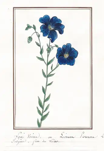 Lin vivace - Linum perenne - Lein / Botanik botany / Blume flower / Pflanze plant