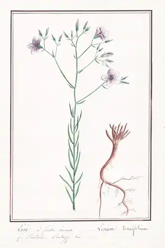 Lin a feuilles niemuer - Linum tenuifolium - Flachs / Botanik botany / Blume flower / Pflanze plant