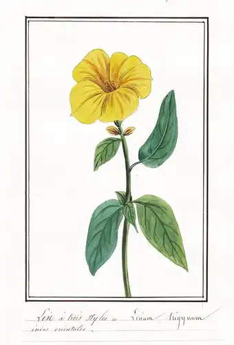Lin a trois styles - Linum trigynum - Lein / Botanik botany / Blume flower / Pflanze plant