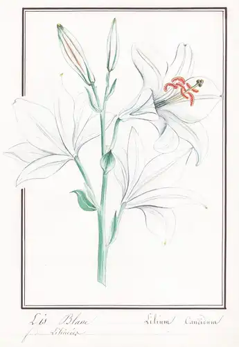 Lis blanc - Lilium candidum - Lilie lily lilies / Botanik botany / Blume flower / Pflanze plant
