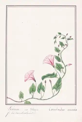 Liseron des champs  - Convolvulus arvensis - Acherwinde / Botanik botany / Blume flower / Pflanze plant