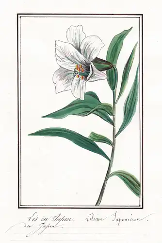 Lis du Japon - Lilium japonicum - Lilie lily lilies / Botanik botany / Blume flower / Pflanze plant
