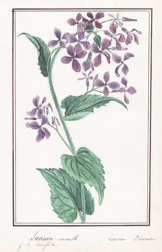 Lunaire annuelle - Lunaria biennir - Silberblatt / Botanik botany / Blume flower / Pflanze plant