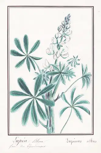 Lupin blanc - Lubinus albus - Lupine / Botanik botany / Blume flower / Pflanze plant