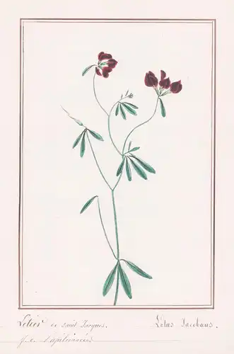 Lotier de saint Jacques - Lotus Jacobaeus - Botanik botany / Blume flower / Pflanze plant