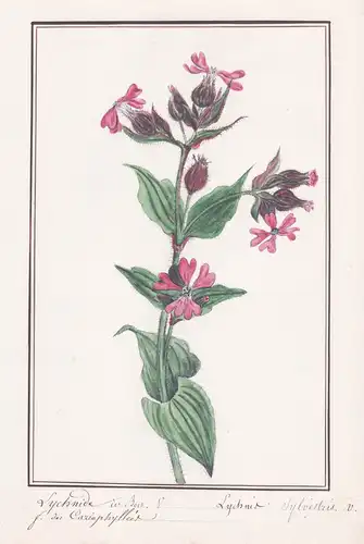 Lychnide de bois - Lychnis sylvestris v. - Nelke / Botanik botany / Blume flower / Pflanze plant