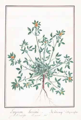 Luzerne herissee - Medicago tolymorpha - Botanik botany / Blume flower / Pflanze plant